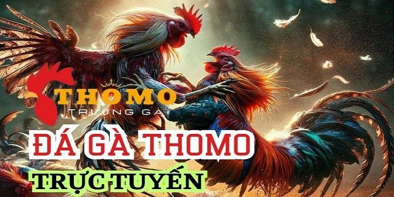 Đá gà trực tiếp Thomo cực hấp dẫn